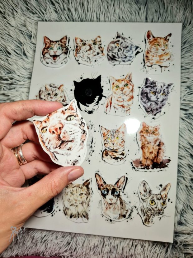 Najdi můj stín Kočky