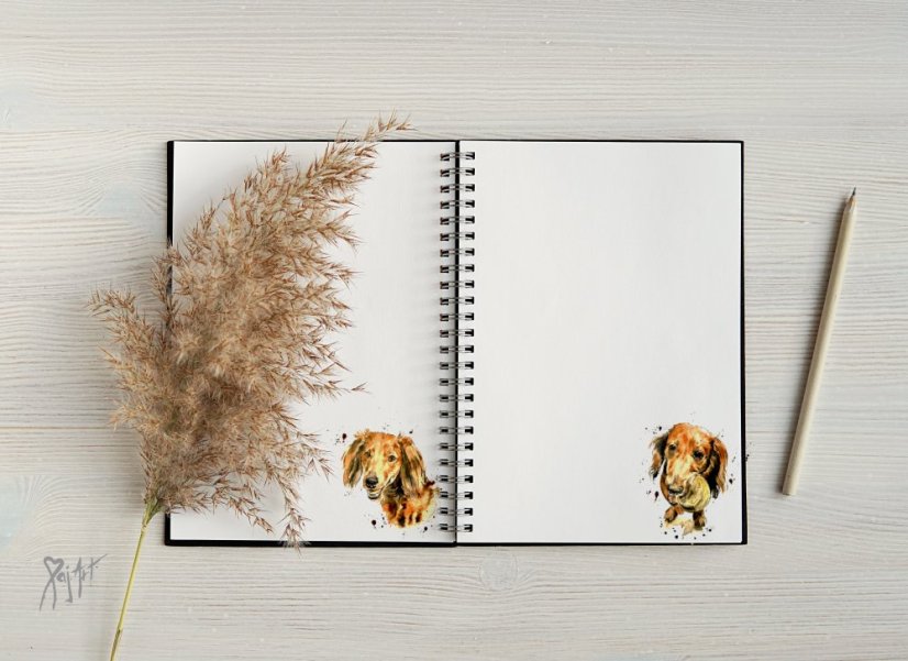 Notýsek Jezevčíci