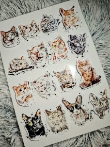 Najdi můj stín Kočky