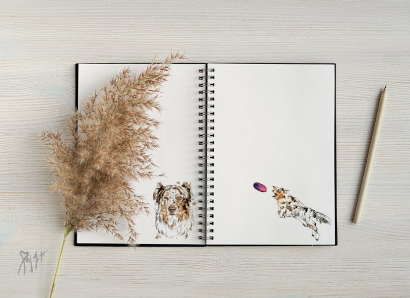 Notýsek Border Kolie/AO