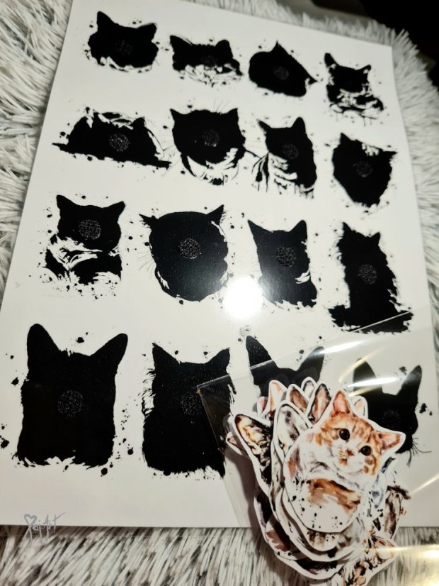 Najdi můj stín Kočky