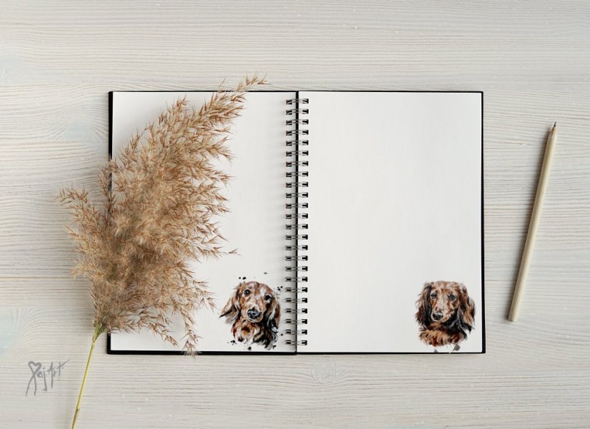 Notýsek Jezevčíci