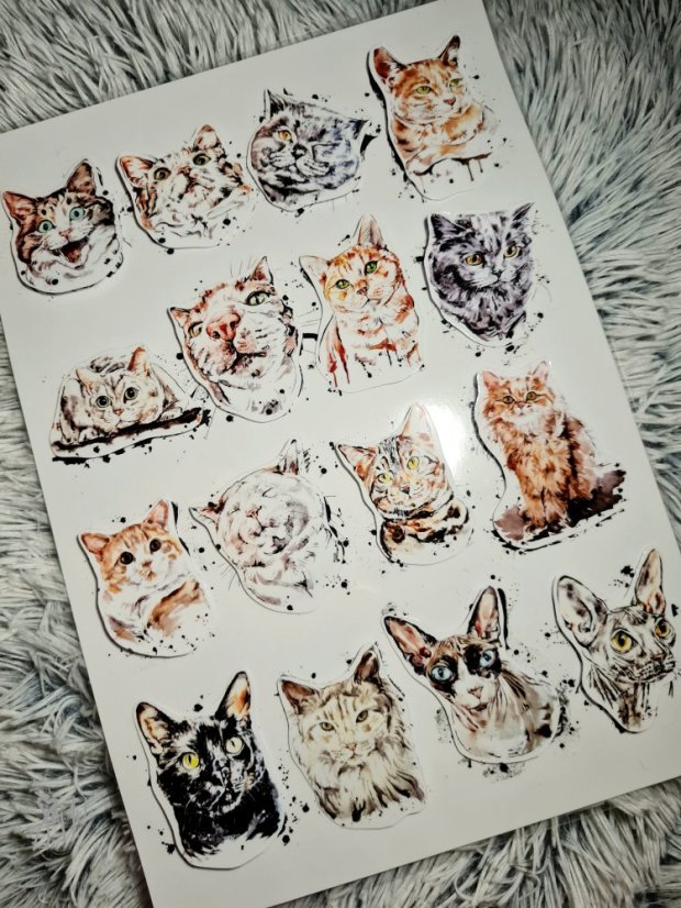 Najdi můj stín Kočky